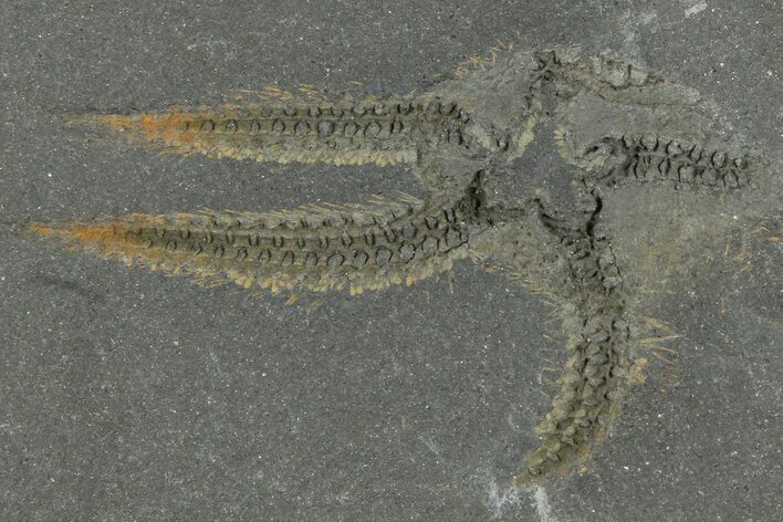 Ordovician Brittle Star (Ophiura) - Morocco #365268